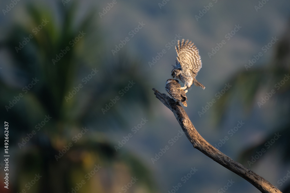 Fototapeta premium Two small Spotted owlets, interacting on a tree branch. One owl to be landing on another owl with outstretched wings. The background is a soft, blurred mix of greens and blues.