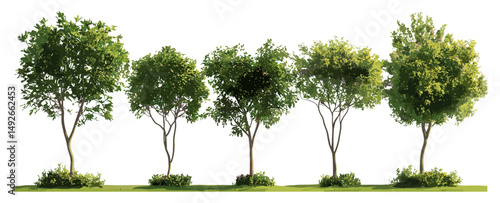 Moringa oleifera tree vector illustration, drumstick tree isolated street tree in sunny daylight, tropical plant, medicinal tree, garden landscaping, botanical tree cutout.