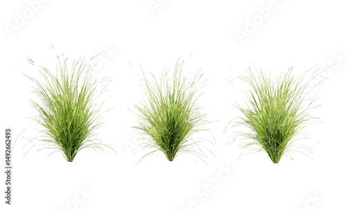 Isolated Muhlenbergia capillaris hairawn muhly set tree cutout vector illustration, drought resistant plant, prairie grass, native flora, landscaping ideas, botanical greenery.