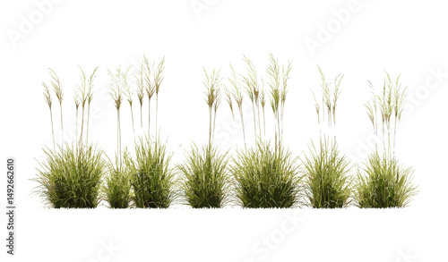 Muhlenbergia capillaris hairawn muhly set isolated tree cutout vector illustration, ornamental grass, prairie plant, landscape design, natural flora, botanical art.