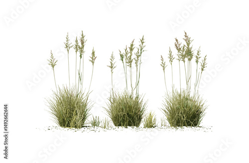 Set of hairawn muhly Muhlenbergia capillaris isolated tree cutout vector illustration, garden plants, drought tolerant grass, wildflower meadow, decorative grass species.