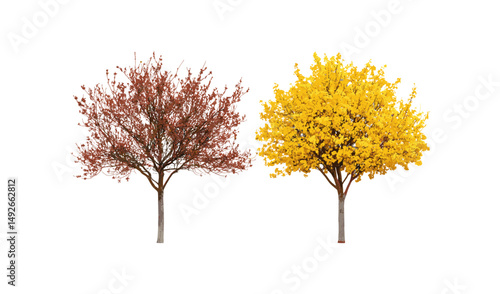 Hamamelis virginiana and Ostrya virginiana frontal set, street trees with cutout, urban forestry, ecological greenery, hardwood species, seasonal foliage, vector illustration.