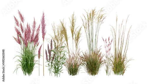 Panicum virgatum and Pennisetum setaceum rubrum grass isolated cutout, tropical tree, garden foliage, landscape design elements, vector illustration, exotic plants, outdoor greenery.