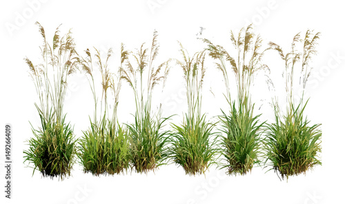 Isolated Stipa capillata and switchgrass Panicum virgatum cutout, vector illustration, native grass species, meadow ecosystem, natural habitat plants, wild herb plants, environmental greenery.