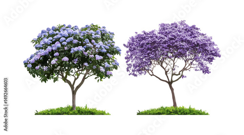 Paulownia fortunei and Jacaranda mimosifolia cutout isolated tree, vector illustration, flowering tree, tropical landscape, garden elements, urban flora, natural scenery design.