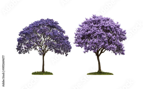 Set of Jacaranda mimosifolia and Paulownia fortunei tree frontal isolated cutout, vector illustration, tropical plants, garden design, botanical clipart, ornamental tree, landscape elements.