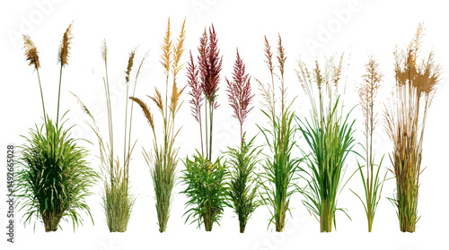 Chinese pennisetum, foxtail fountain grass, dwarf fountain grass, Pennisetum alopecuroides, decorative grasses, garden landscaping plants, perennial grass species, vector illustration.
