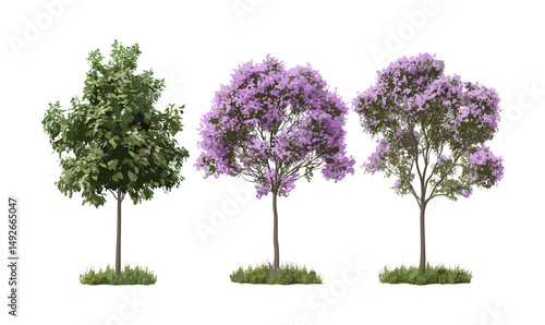 Princess tree, Paulownia tomentosa, empress tree, foxglove-tree, isolated street trees, green urban environment, fast-growing hardwood, vector illustration.