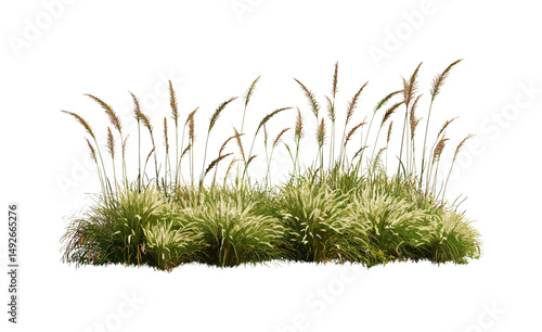 Dwarf fountain grass, Pennisetum alopecuroides, Chinese fountaingrass, foxtail fountain grass, ornamental grass plants, landscaping greenery, garden decor, vector illustration.