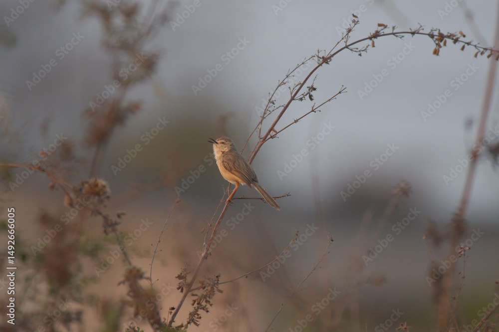 Fototapeta premium The beautiful Plain prinia perched on the top of a slender plant stem, against a softly blurred background with open mouth for calls.