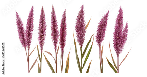 Purple Fountain Grass clump, Pennisetum setaceum rubrum, isolated png, ornamental tropical landscaping grass, vector illustration, realistic garden foliage, botanical design