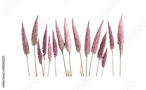 Isolated transparent background Purple Fountain Grass, Pennisetum setaceum rubrum, vector illustration, ornamental tropical grass, botanical landscaping element, realistic foliage tree