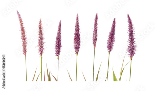 Pennisetum setaceum rubrum, Purple Fountain Grass cutout, ornamental garden plant, lush decorative foliage, vector illustration, landscaping element, realistic tree, exotic botanical grass