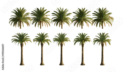 Set of Phoenix dactylifera date palm tree isolated cutout, vector illustration, tropical plant, desert vegetation, fruit tree, botanical design, nature clipart.