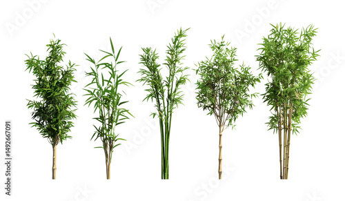 Phyllostachys aureosulcata spectabilis, Phyllostachys reticulata bamboo tree set, frontal isolated png, vector illustration, evergreen foliage, botanical clipart for garden design.