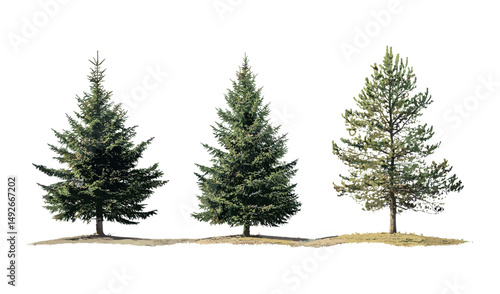 Black spruce Picea mariana, tamarack Larix laricina, sunny daylight, coniferous forest foliage, isolated png, vector illustration, landscape design, nature clip art, gardening concept.