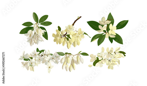 Cassia fistula golden shower tree with Pieris japonica shrub collection, isolated cutout, frontal perspective, vector illustration, ornamental gardening, tropical flowering, evergreen foliage