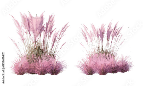 Set of Pink Muhly Grass Muhlenbergia capillaris, Nassella tenuissima cutout, Mule Grass, Pink Hair Grass, Purple Muhly, ornamental grasses, vector illustration.