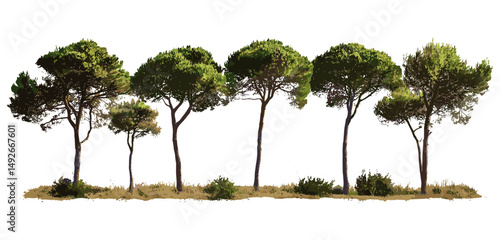 Isolated Pinus contorta and Picea mariana trees cutout vector illustration, evergreen coniferous forest, wilderness scenery, timberland plants, ecological background, woodland species.