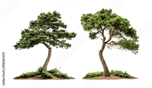 Front view Pinus contorta and Pinus heldreichii trees isolated cutout, pine tree vector illustration, forest ecology, evergreen trees, botanical illustration, natural landscape background.