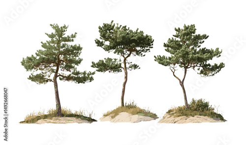 Frontal set of Pinus contorta trees, twisted pine, lodgepole pine, shore pine, contorta pine, vector illustration with transparent background, timberland, natural habitat.