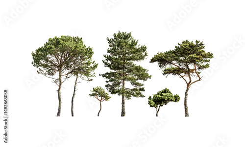 Pinus contorta vector illustration, lodgepole pine, shore pine, contorta pine, twisted pine, isolated pine tree cutout, wilderness, North American flora, outdoor scenery.