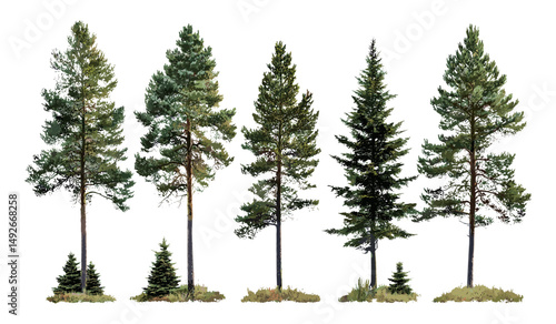 Vector illustration of Pinus contorta trees, lodgepole pine, shore pine, twisted pine, contorta pine, isolated cutout tree, forestry, coniferous forest, nature landscape.