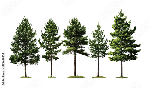 Pinus lambertiana and Taxodium ascendens trees isolated cutout, frontal set, vector illustration, evergreen forest trees, conifer species, natural landscape elements, botanical collection.