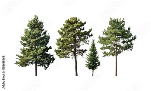 Set of isolated Pinus lambertiana and Taxodium ascendens frontal trees cutout, vector illustration, conifer forest plants, outdoor woodland vegetation, botanical tree design.