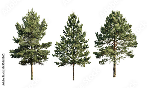 Pinus (Pine) tree collection isolated cutout, Sylvestr pine variety, vector illustration, coniferous tree set, forest greenery, seasonal tree elements, natural environment.