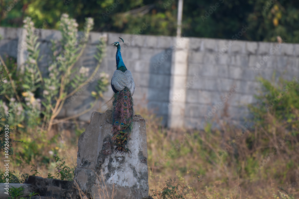 Fototapeta premium A vibrant Indian peafowl stands on a cement bench and facing Left side with background of blurred wall and leaves.