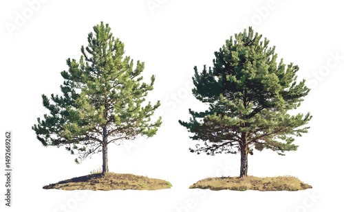 Isolated Pinus muricata and radiata cutout, vector illustration, conifer trees, natural woodland, evergreen forest elements, outdoor scenery, plant life design, flora graphics.