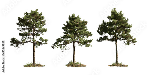 Vector illustration of Pinus radiata tree, Monterey pine cutout, evergreen conifer, forest landscape, botanical design, woodland vegetation, natural environment, pine timber.