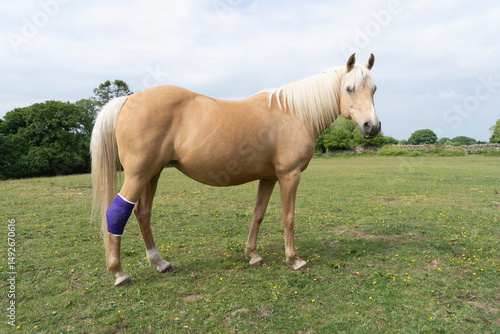 A palomino colored pony with a fresh purple dressing on an injured hind leg standing on green grass pasture with a cloudy sky.