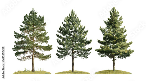 Set of Pinus strobus, eastern white pine, northern white pine, Weymouth pine, soft pine, isolated tree cutout, vector illustration, forest flora, conifer tree, nature background.