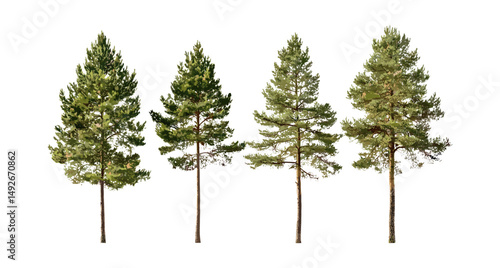 Set of Pinus sylvestris tree vector illustration, Scots pine, Baltic pine, European red pine, Scotch pine isolated cutout, forest flora, coniferous evergreen, nature art.
