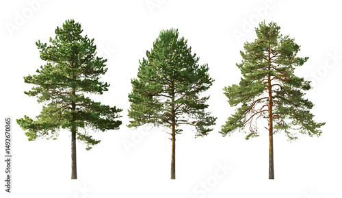 Pinus sylvestris vector illustration isolated, Scotch pine, Baltic pine, European red pine, Scots pine, conifer tree, forest vegetation, evergreen foliage, botanical design.