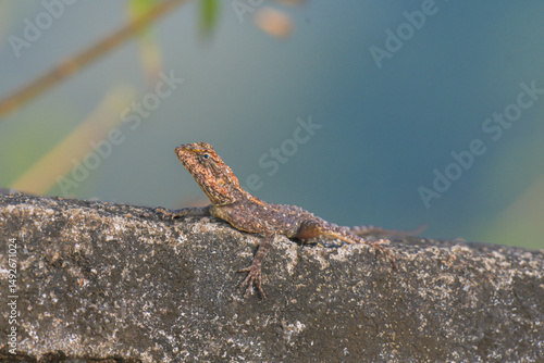 Fotografie A brown garden lizard basking on a rough stone surface in natural sunlight