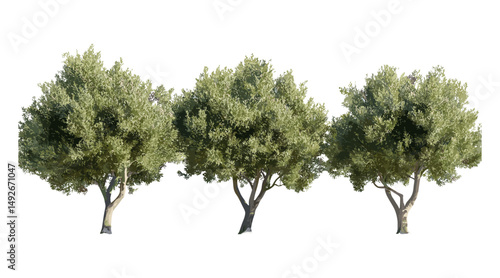 Lentisk Pistacia lentiscus tree frontal isolated, street urban greenery, Mediterranean vegetation, natural environment, landscaping design, cutout, vector illustration.