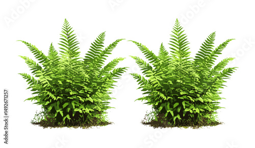 Fern leaves set Matteuccia struthiopteris and Polystichum setiferum, forest greenery collection, temperate plants, decorative garden foliage, botanical nature vector illustration.
