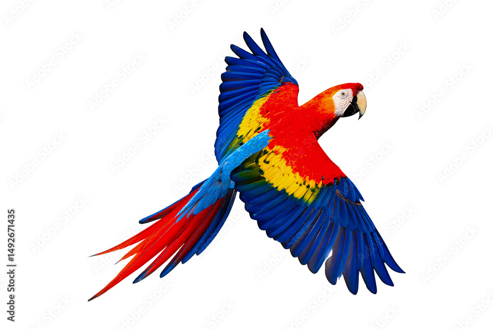 Fototapeta premium Isolated Scarlet Macaw flying on transparent background
