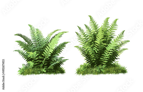 Set of soft shield fern Polystichum setiferum and ostrich fern Matteuccia struthiopteris, botanical greenery, garden landscaping plants, natural fern leaves vector illustration.