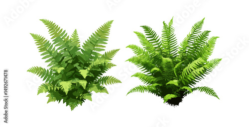 Soft shield fern Polystichum setiferum with Matteuccia struthiopteris, garden fern leaves, wild forest plants, natural greenery, floral decoration vector illustration.