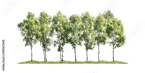 Betula pendula and Populus alba isolated tree cutout png, vector illustration, temperate forest species, green leaves, eco-friendly, botanical, tree trunks, wild nature.