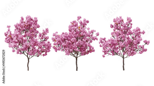 Prunus × cistena Purple-leaf Sand Cherry tree cutout, isolated frontal view, vector illustration, ornamental tree, garden design, purple foliage shrub, landscape plant.