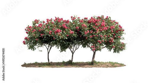 Set of Punica granatum blossoming street trees, vector illustration, isolated on cutout, urban greenery, botanical landscaping, deciduous trees, tree collection, city vegetation.