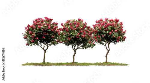 The pomegranate tree set, flowering Punica granatum, vector illustration, cutout, landscape element, green urban tree, park scenery, ornamental garden tree, foliage design.