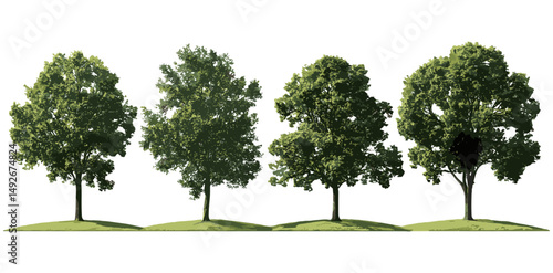 Coastal plain willow Salix caroliniana tree isolated cutout, swamp chestnut oak Quercus michauxii in sunlight, vector illustration, natural woodland, deciduous tree, botanical plant.