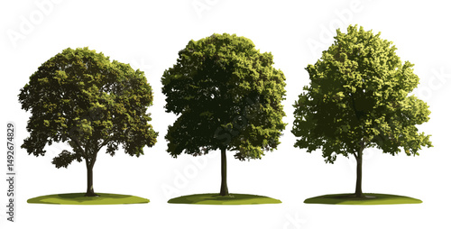 Isolated cutout of coastal plain willow Salix caroliniana, swamp chestnut oak Quercus michauxii in sunlight, vector illustration, American native trees, deciduous forest, natural greenery.