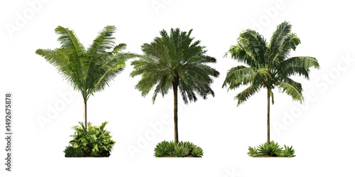 Isolated Roystonea regia and Howea forsteriana palms, tropical tree cutout, exotic garden plants, rainforest flora, landscaping elements, vector illustration, lush vegetation, greenery.